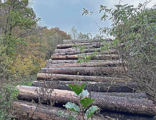 In Kallenhardt ist das Brennholz für die kommende Saison verkaufsfähig. Foto: Bsdurek