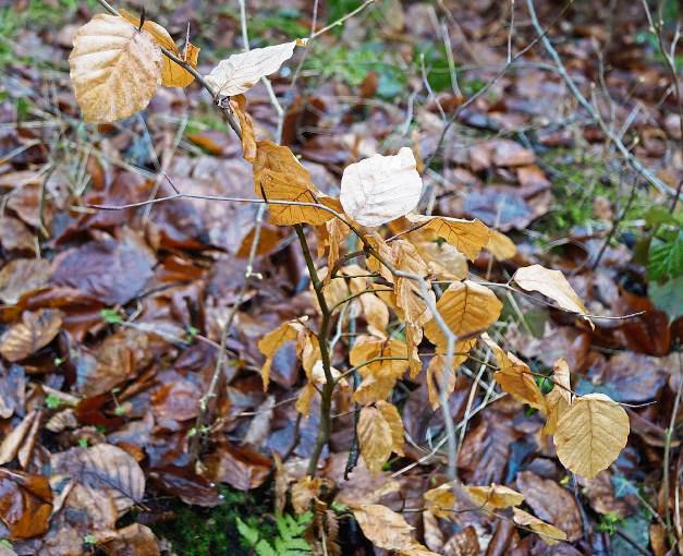 Aus Setzlingen soll Wald entstehen. Symbolbild: Stallmeister