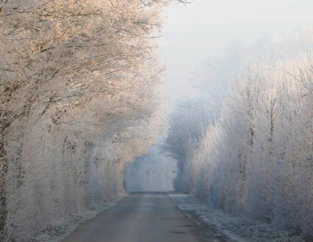 Vom Licht in den Nebel (bei Anröchte), fotografiert am Wochenende von Sabine Schriek.