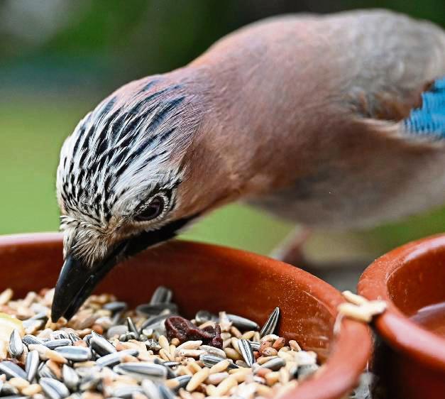 Es ist angerichtet: Dieser Eichelhäher freut sich über die leckere Mahlzeit aus Kernen und Nüssen. Archivfoto: dpa