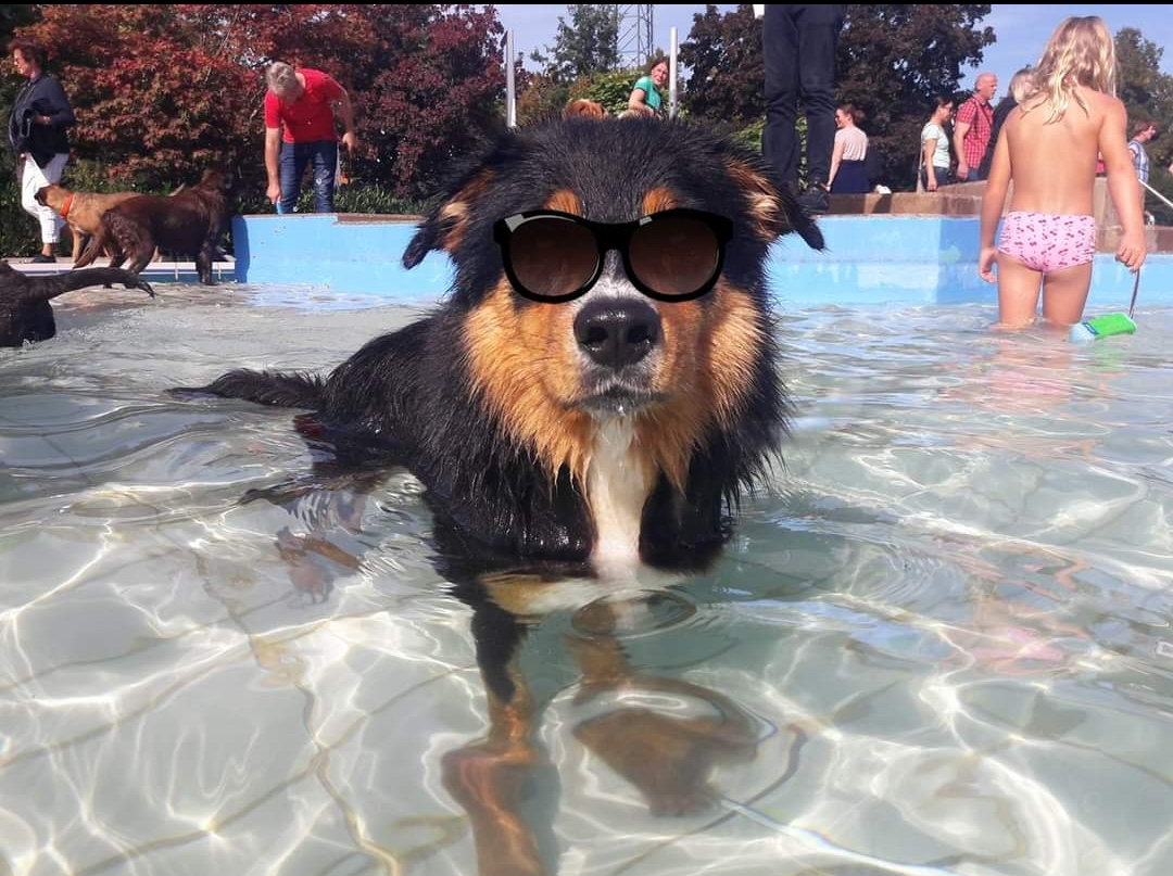 Mallow findet: Das Schönste am Sommer sind die vielen Hundeschwimmen in Lippstadt und Umgebung. Für ihn gibt es nix Schöneres als gemeinsam mit Frauchen ins Freibad gehen zu dürfen.