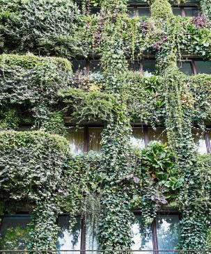 Keine Hainbuche, kein Parkhaus, aber Fassadengrün. Foto: dpa