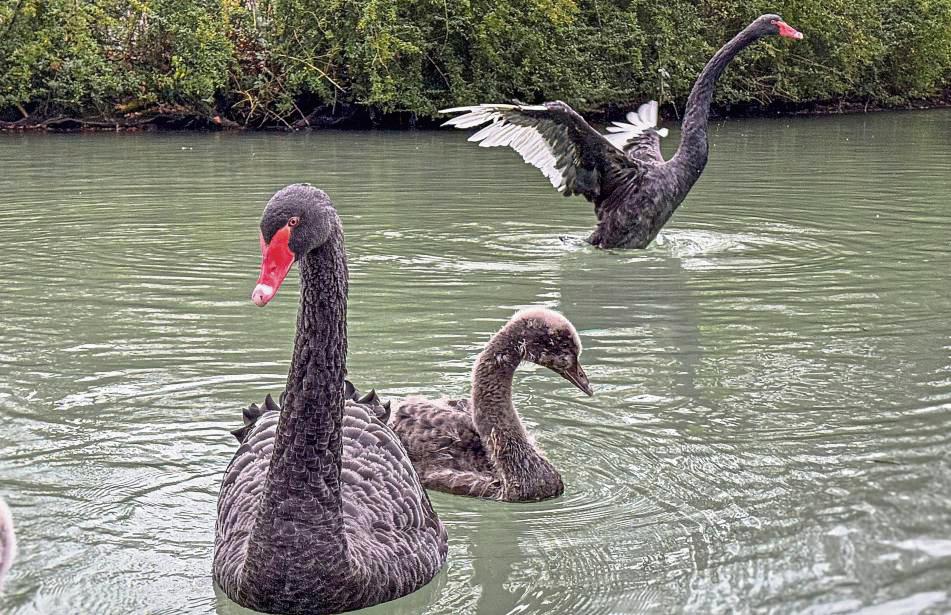 Trauerschwan „Chippy“ (hinten) freut sich zurück im heimischen Teich zu sein. Fotos: N. Wissing