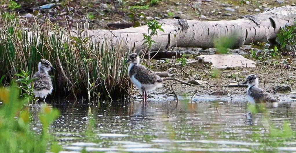 Der Vogel des Jahres 2024 hält einen traurigen Rekord. Der Kiebitz ist die Vogelart, die in den vergangenen 30 Jahren die größten Verluste hinnehmen musste.