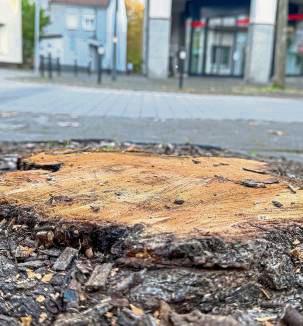 In der Bachstraße erinnert nur noch der Stumpf an den einstigen Ahorn. Foto: N. Wissing