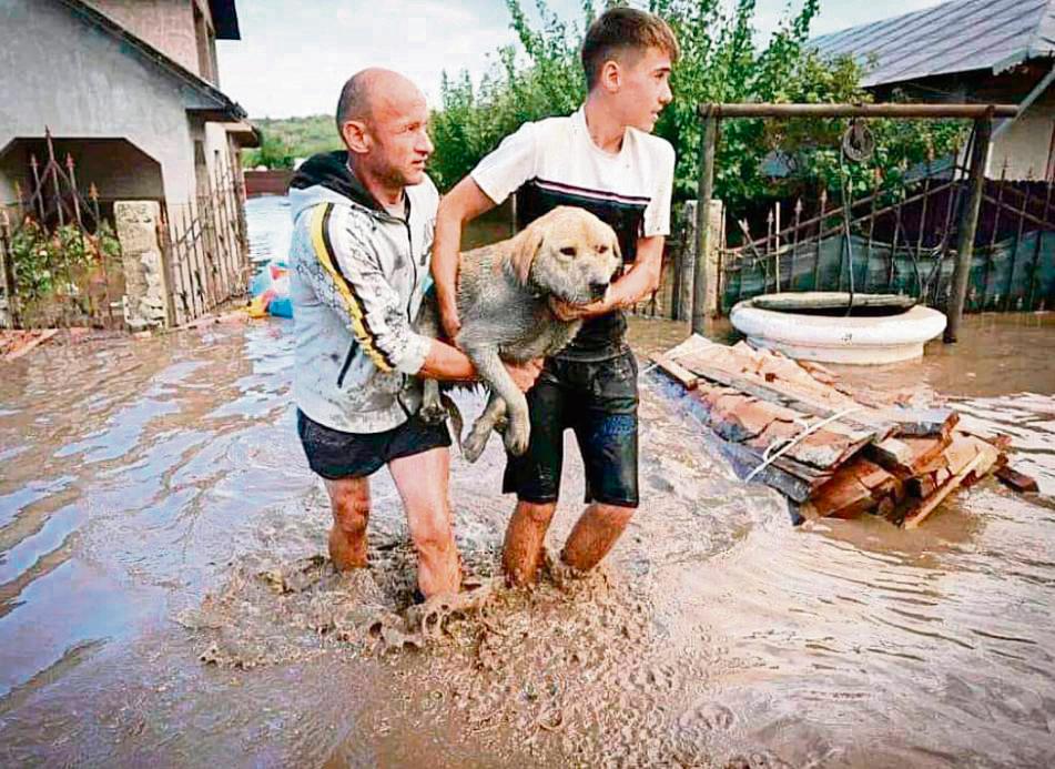 Bei dem Hochwasser in Rumänien mussten auch viele Tiere gerettet werden.