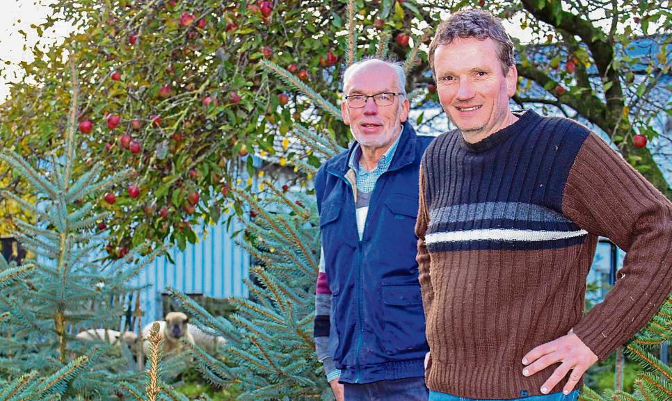 Tatkräftige Unterstützung erhält Klaus Blomenröhrer (r.) nicht nur von seinem Nachbarn Josef Sure, sondern auch von seinen drei Schaf-Damen. Fotos: N. Wissing