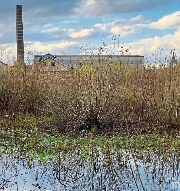 Das Unionsgelände im Herbst: 150 Jahre nach der Industrialisierung erobert die Natur ihr Terrain zurück. Foto: Overhoff