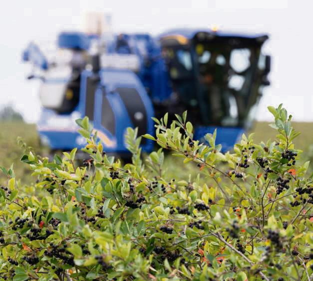 Die Beeren-Ernte ist in der heimischen Region dramatisch eingebrochen. Foto: dpa