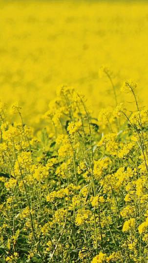 Nanu, ist das etwa Raps zu dieser Jahreszeit? Mitnichten: Leuchtend gelb zeigt sich derzeit so manches Feld, das mit Senf als Zwischenfrucht bestellt ist.