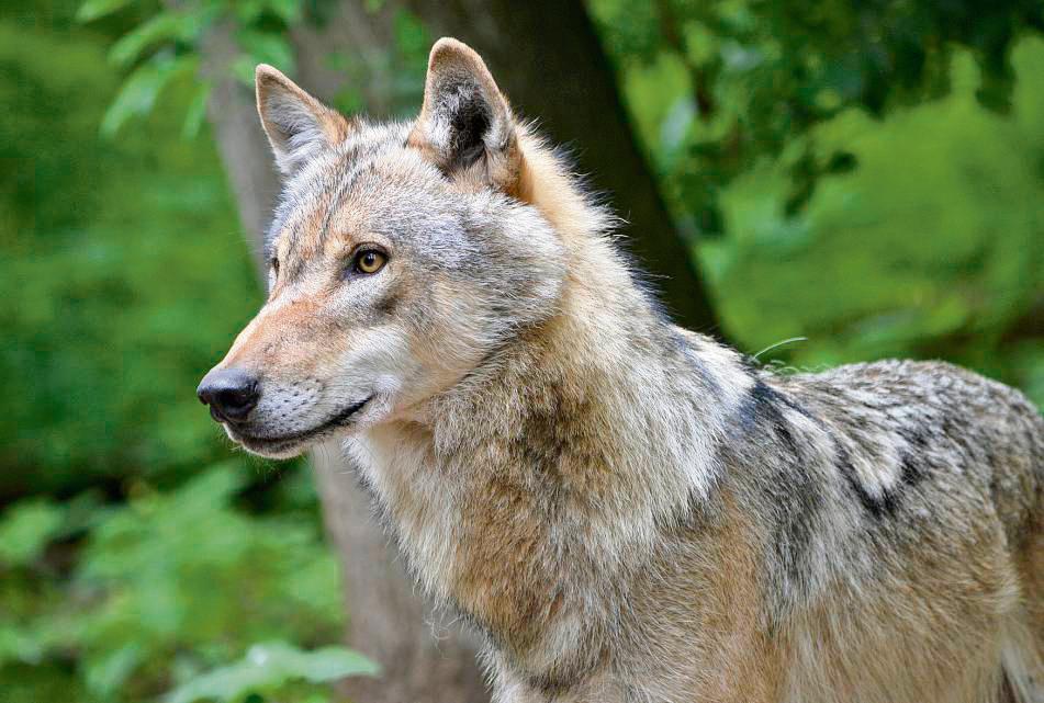 Immer wieder mal ist in den letzten Wochen ein Wolf im Rüthener Stadtgebiet gesichtet worden. Eine Gefahr für den Menschen bestehe laut Experten aber nicht.