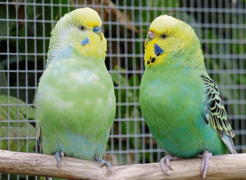 Wellensittiche sind demnächst in Anröchte Fehlanzeige: Bei der Vogelbörse hat es sich ausgezwitschert. Fotos: Tissen