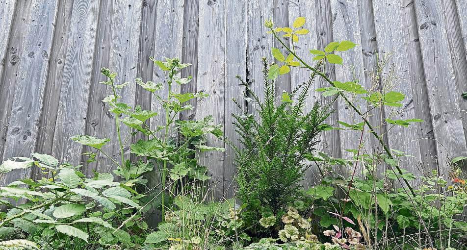 Darauf zu achten, dass keine Pflanzen durch den Zaun oder über die Grenze in Nachbars Garten wachsen, ist Pflicht von Grundstückseigentümern. Foto: Bsdurek