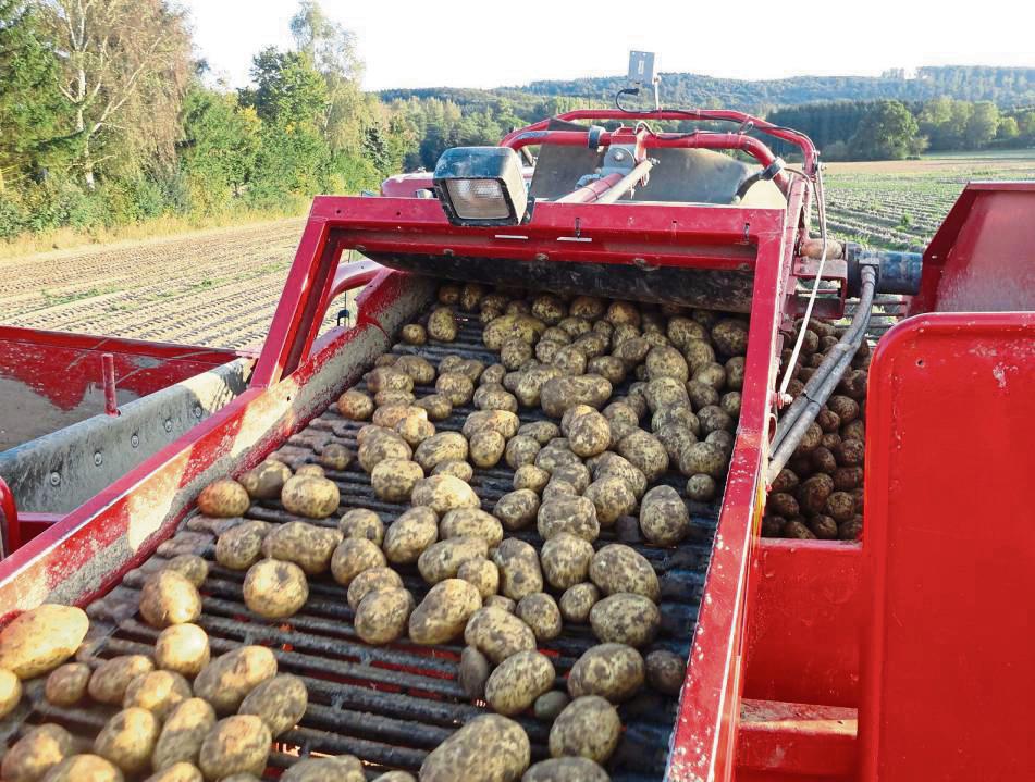 Kartoffelroder im Einsatz: Die Kartoffelernte ist im Kreis Soest mittlerweile in vollem Gange.