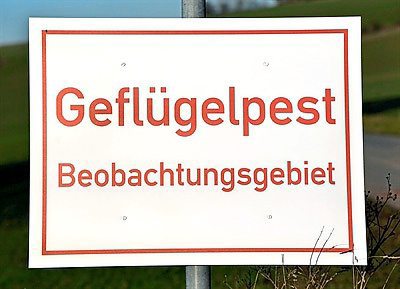 Bei einer Wildgans, die tot in der Gemeinde Möhnesee aufgefunden wurde, ist das Geflügelpest-Virus nachgewiesen worden. 