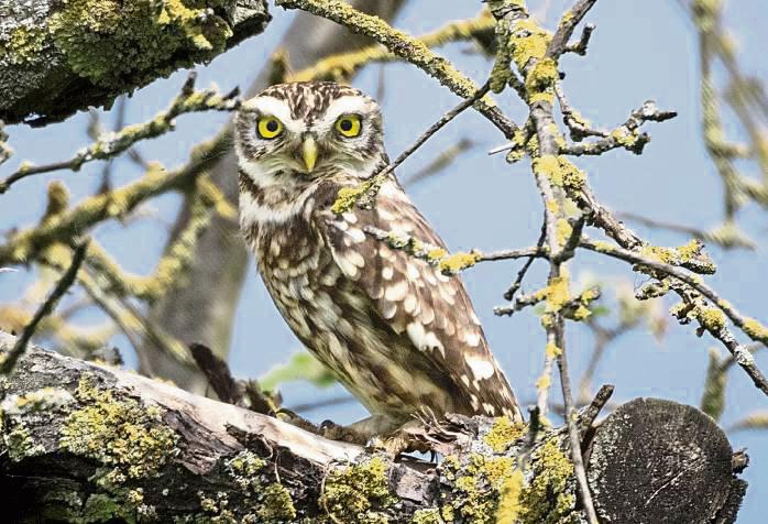 Komischer Kauz: Der Steinkauz schaut immer ein bisschen verdrießlich aus der Wäsche. Foto: Tim Seiffert