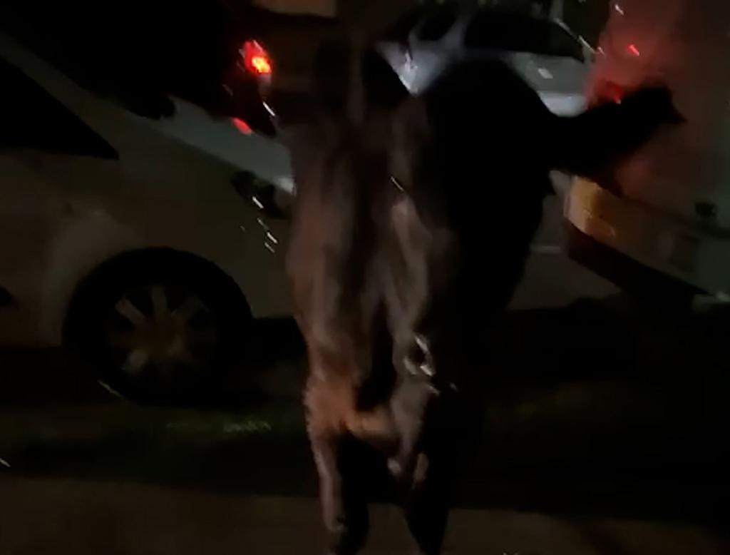 Dieses Standbild aus einem Video zeigt die entlaufende Kuh. Zwei Mal wurde sie von einem Polizeiwagen gerammt. - Foto: Kai Bennetts/PA Media/dpa