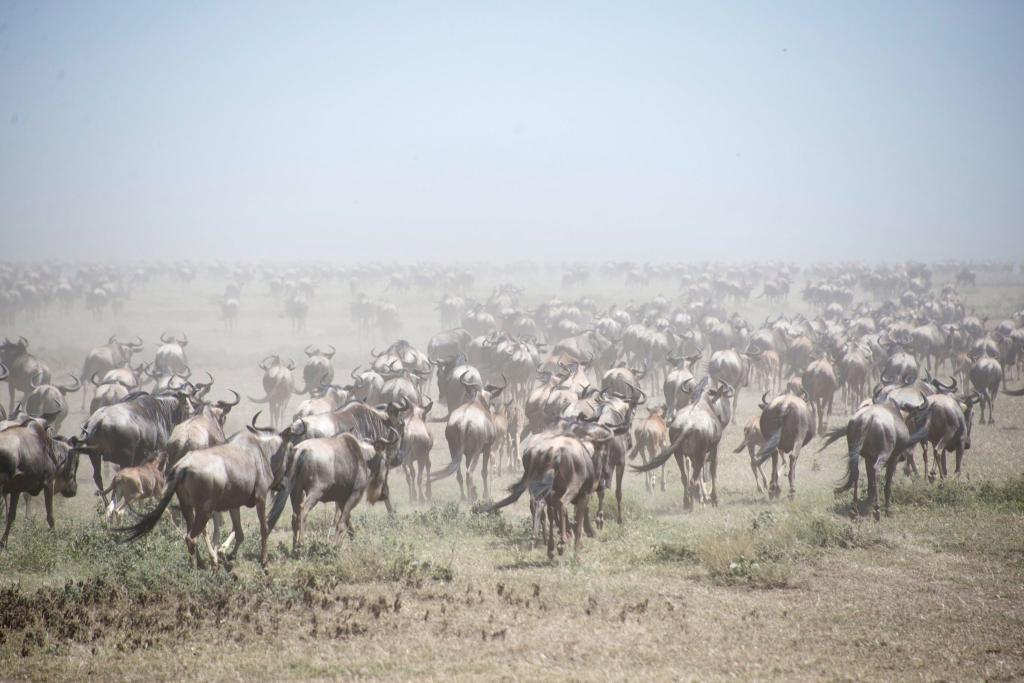 Tausende Gnus im Serengeti Park (Archivbild). - Foto: Gioia Forster/dpa