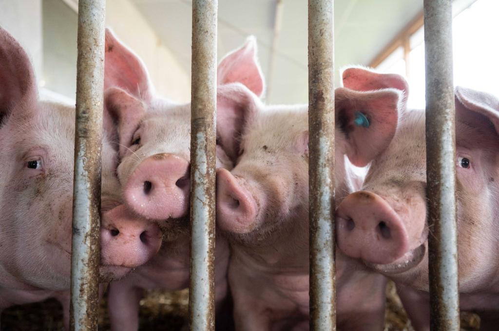 Schweine in einem Schweinestall im baden-württembergischen Böhmenkirch. Die Haltung von Nutztieren geht in Deutschland kontinuierlich zurück. - Foto: Marijan Murat/dpa