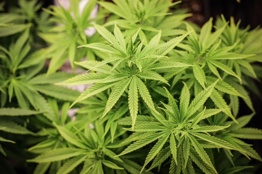 Cannabis-Anbau soll bald in größerem Stil anlaufen. - Foto: Christian Charisius/dpa