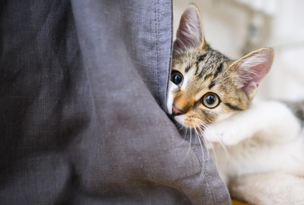 Eine Studie hat untersucht, was sich gegen Möbel zerkratzende Hauskatzen unternehmen lässt. (Archivbild) - Foto: Julian Stratenschulte/dpa
