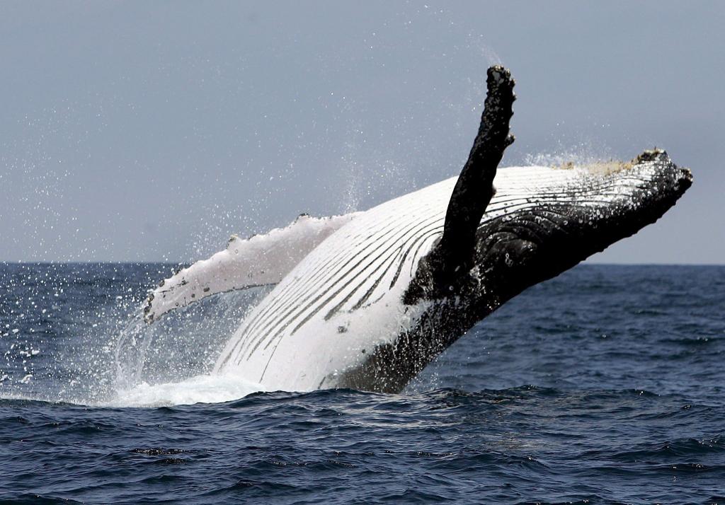 Wale aus Netzen zu retten, kann in Australien teuer werden. - Foto: Jose Jacome/epa efe/dpa