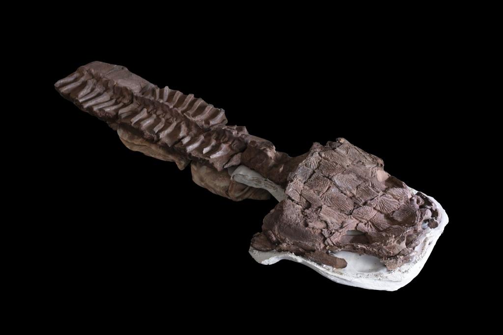 Das fast komplette Skelett von Gaiasia jennyae nach dem Präparieren. - Foto: C. Marsicano/Nature/dpa