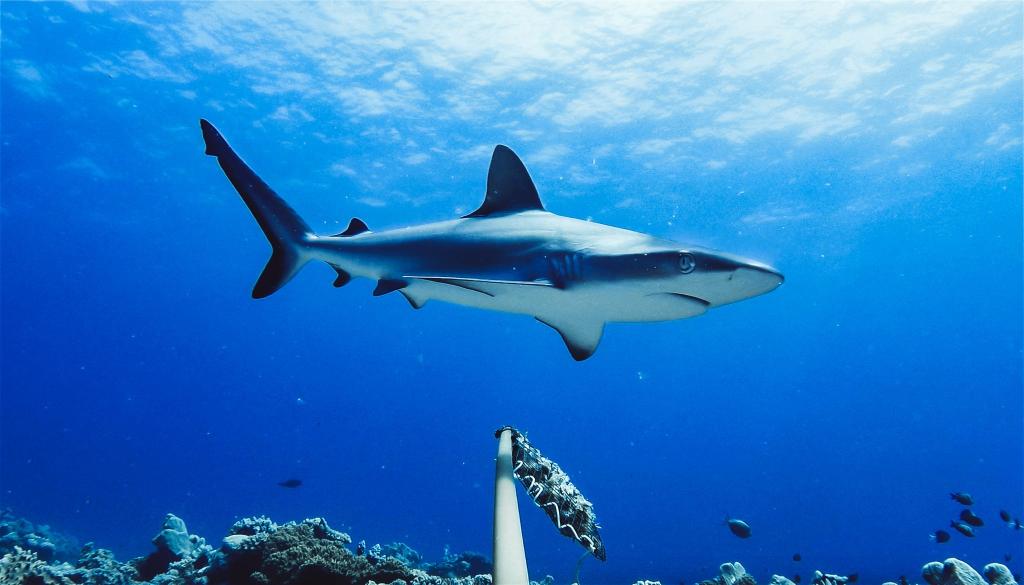 Westaustralien ist berühmt-berüchtigt für Haiattacken. (Symbolbild) - Foto: Global Finprint/Nature/dpa