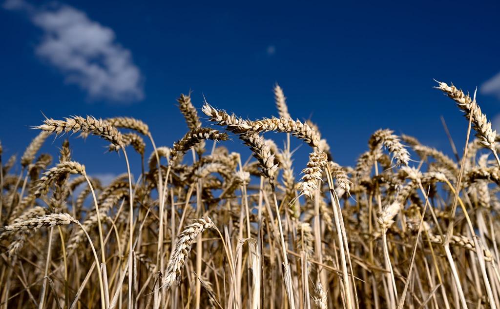 Der Bio-Anteil der Agrarflächen wächst weiter leicht. - Foto: Arne Dedert/dpa