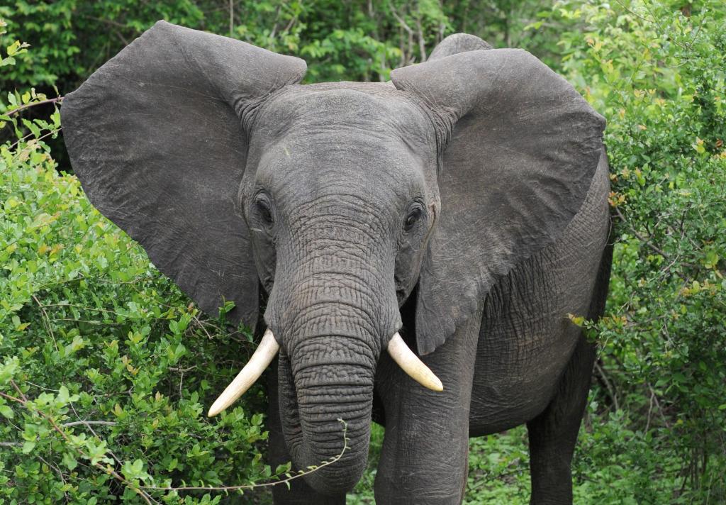 Afrikanische Elefanten können angreifen, wenn sie sich bedroht fühlen. - Foto: Bernd Weissbrod/dpa