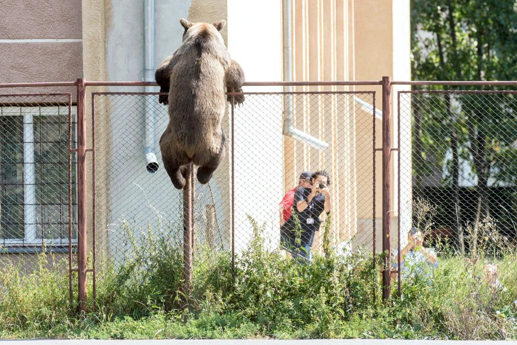 Putzig, aber auch gefährlich: Braunbären in Rumänien. Nun ist es wieder zu einem tödlichen Zwischenfall gekommen. - Foto: Nandor Veres/MTI/dpa