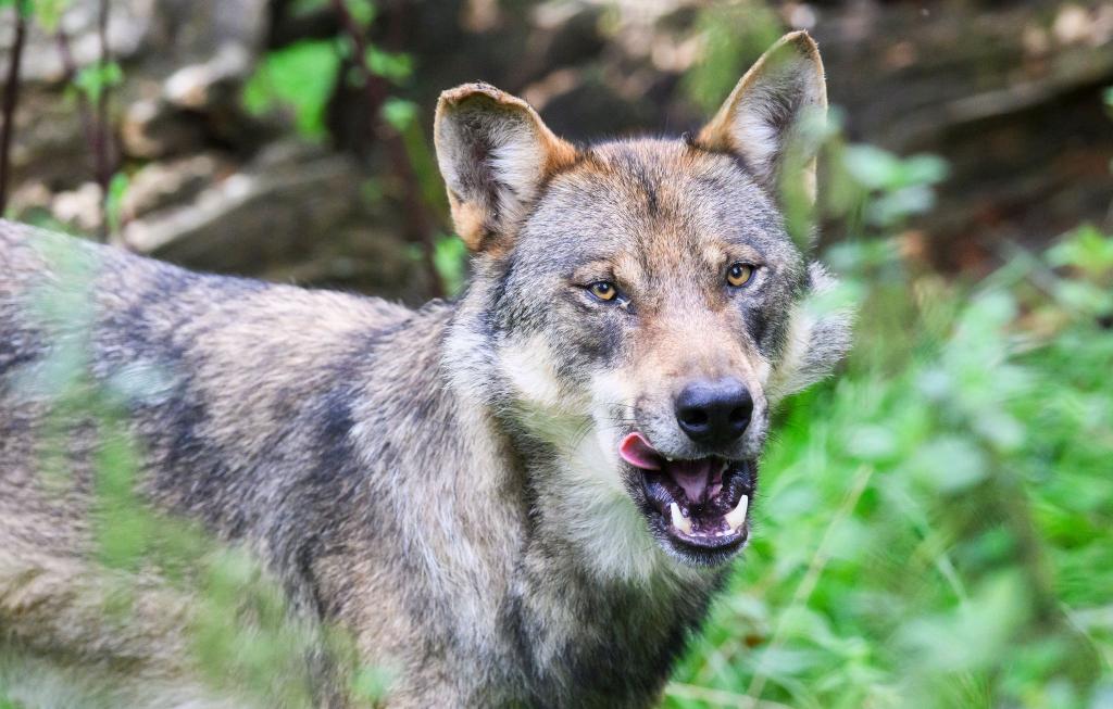Ein Urteil zur Jagd auf Wölfe sorgt für neuen Zündstoff. (Illustration) - Foto: Julian Stratenschulte/dpa