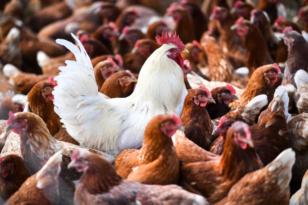 In den USA hat es neue Fälle von Vogelgrippe gegeben, bei denen das Virus von Geflügel auf Menschen überging. - Foto: Felix Kästle/dpa