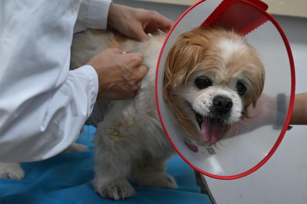 Haustiere werden in China immer beliebter, weshalb auch traditionelle chinesische Medizin für die Tiere öfter nachgefragt wird. - Foto: Johannes Neudecker/dpa