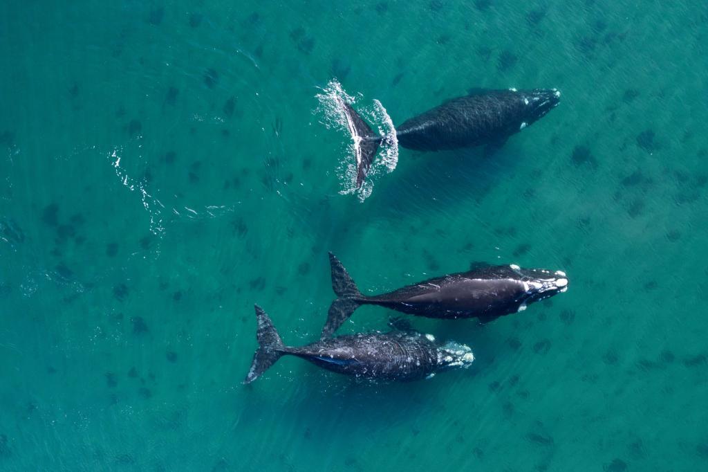 Delegierte aus 88 Ländern beraten in Lima über den Schutz der Wale. - Foto: Maxi Jonas/dpa