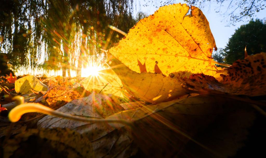 Herbstzeit: Die aufgehende Sonne taucht ein Blatt in goldenes Licht. - Foto: Julian Stratenschulte/dpa