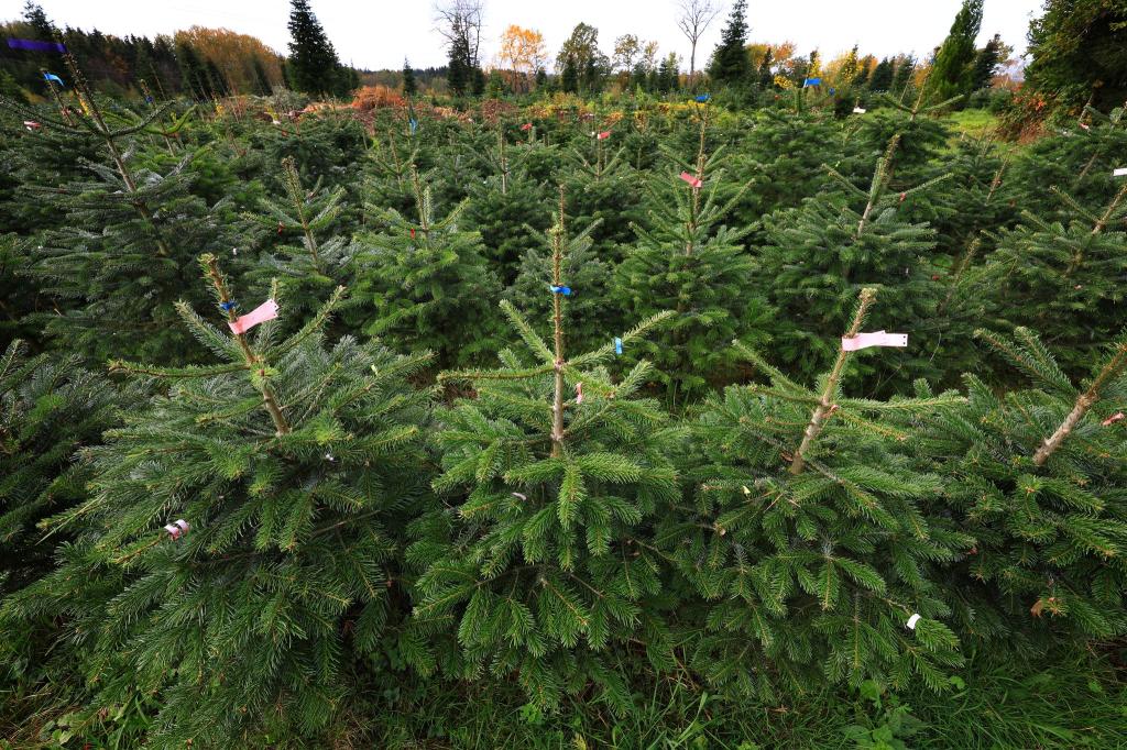 Bundesweit werden dem Verband zufolge jährlich zwischen 23 und 25 Millionen Weihnachtsbäume verkauft. (Archivfoto) - Foto: Karl-Josef Hildenbrand/dpa