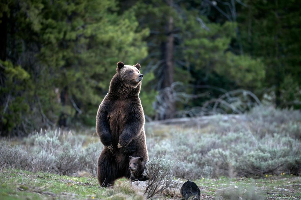 Die berühmte Grizzly-Bärin 399 ist bei einem Unfall mit einem Auto ums Leben gekommen. - Foto: C. Adams/Grand Teton National Park/AP/dpa