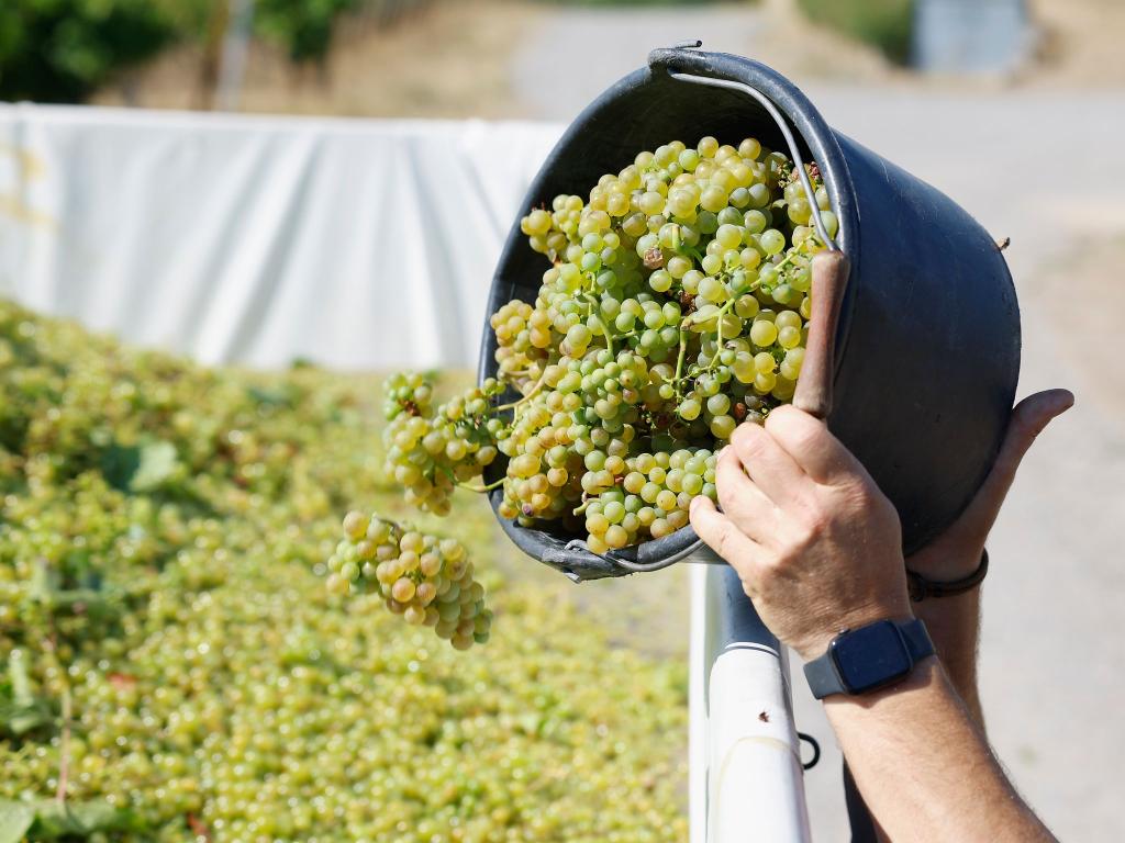 Der Weinbau ist in der Krise. (Archivbild) - Foto: Heiko Becker/dpa