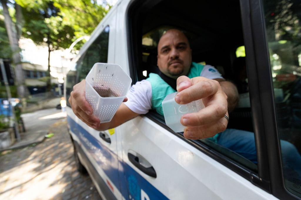 Ein Mitarbeiter des brasilianischen Instituts Fiocruz setzt in Rio de Janeiro Gelbfiebermücken aus, die mit Wolbachia-Bakterien modifiziert wurden. (Archivbild) - Foto: Fernando Souza/dpa