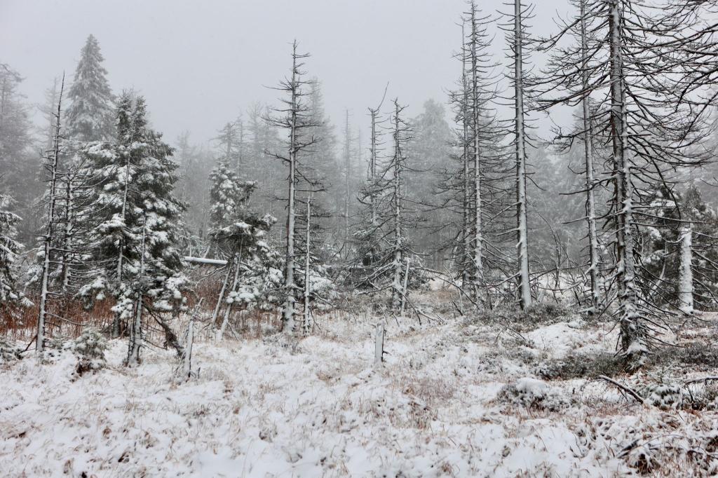 Auch auf dem Brocken hat es geschneit. (Foto Aktuell vom 17.11.) - Foto: Matthias Bein/dpa