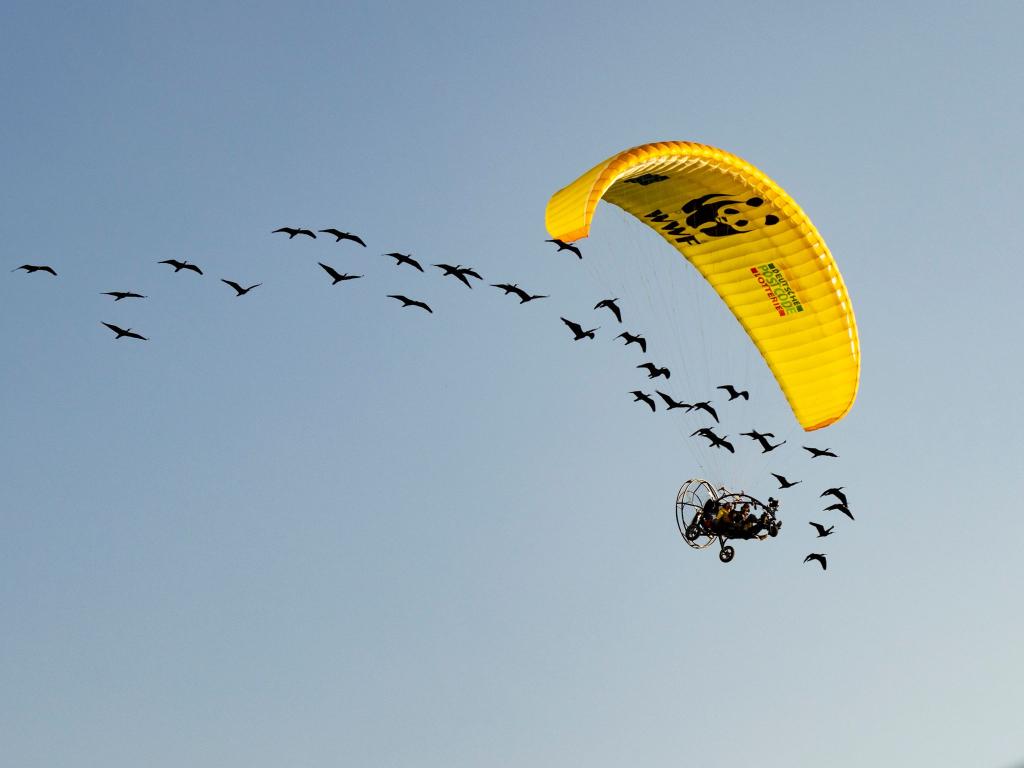 Teile der Strecke mussten die seltenen Vögel auch im Auto zurücklegen. - Foto: Gunnar Hartmann/Waldrappteam Conservation and Research/dpa