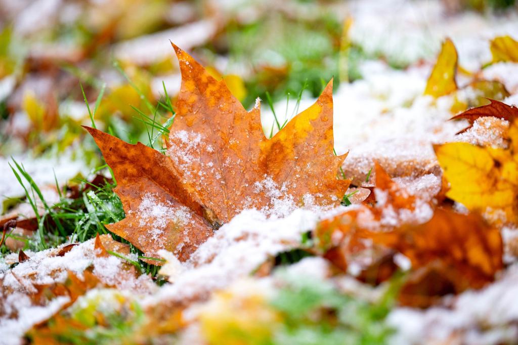 Vielerorts hielten sich die bunten Blätter auch noch im November an den Bäumen. Nun zerrt der Sturm sie herunter. - Foto: Sina Schuldt/dpa