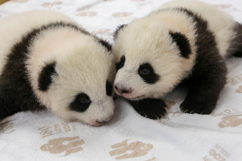 Kurz vor dem Krabbelalter: die Panda-Zwillinge des Berliner Zoos. - Foto: -/Zoo Berlin/dpa