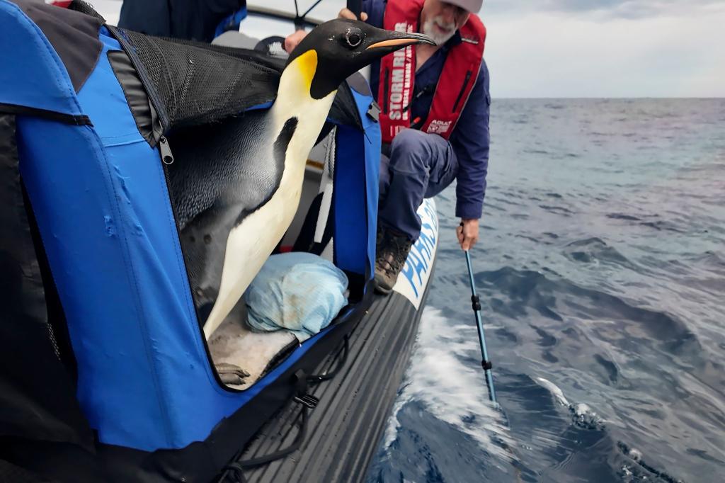 Der Kaiserpinguin ist zur Freude seiner Betreuer wieder in Freiheit (Handout). - Foto: Miles Brotherson/Department of Biodiversity, Conservation and Attractions/AP