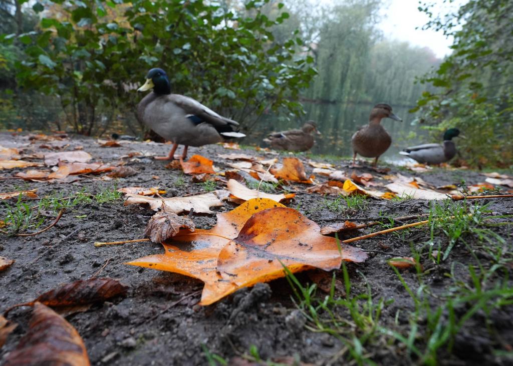 Die Deutsche Wildtier Stiftung warnt eindringlich davor, Enten mit Brot zu füttern. (Archivbild) - Foto: Marcus Brandt/dpa