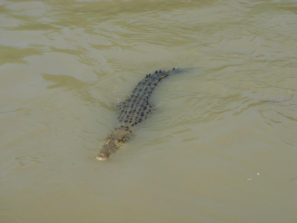 In Indonesien hat ein Krokodil eine Frau getötet. (Symbolbild) - Foto: Carola Frentzen/dpa