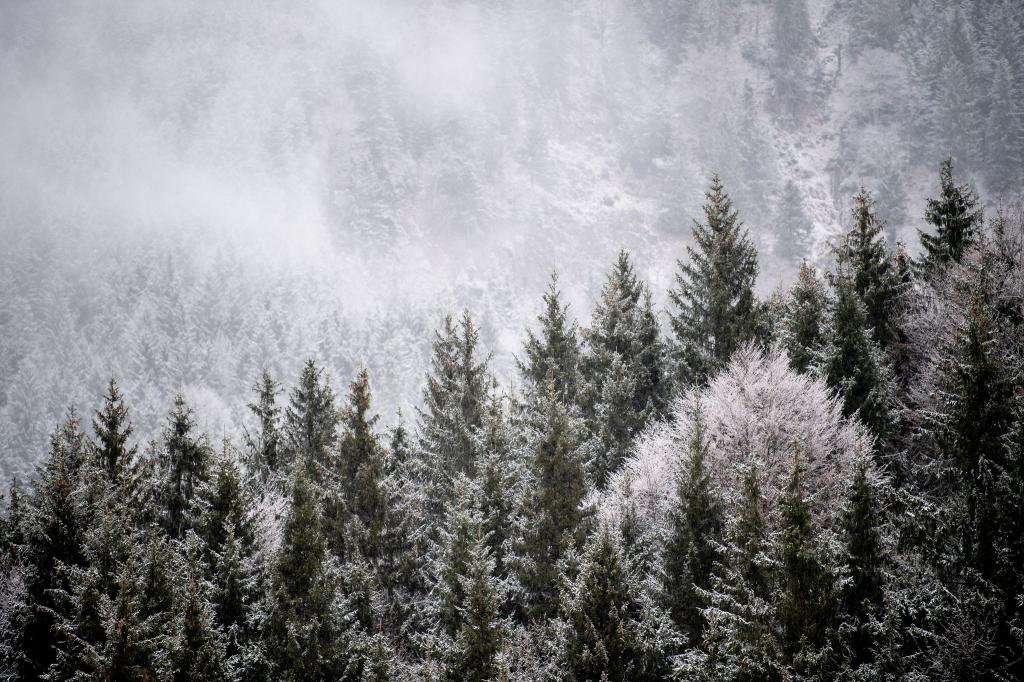 Viele Menschen wollen einen Weihnachtsbaum im Wald selbst schlagen. (Illustration) - Foto: Matthias Balk/dpa