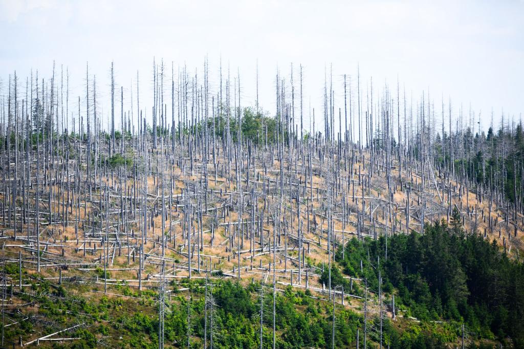 Schädlinge wie der Borkenkäfer, Trockenheit und Klimawandel setzen dem deutschen Wald schwer zu. (Archivbild) - Foto: Julian Stratenschulte/dpa