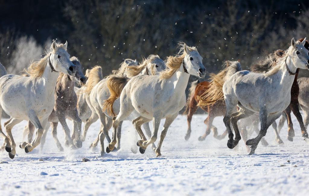 Eleganz im Schnee: Araberstuten galoppieren über die Schwäbische Alb - Foto: Thomas Warnack/dpa